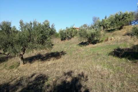 5000m² Land en Chalkidiki, Greece No. 60575 3