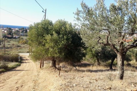 5000m² Land à Chalkidiki, Greece No. 60575 2