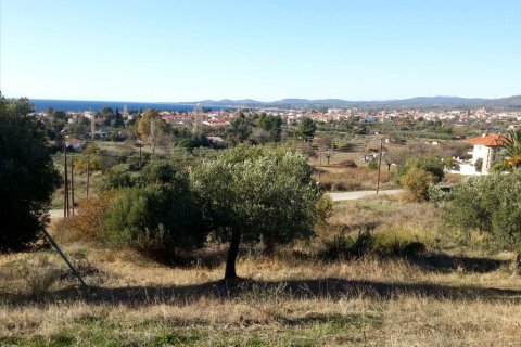 5000m² Land en Chalkidiki, Greece No. 60575 4