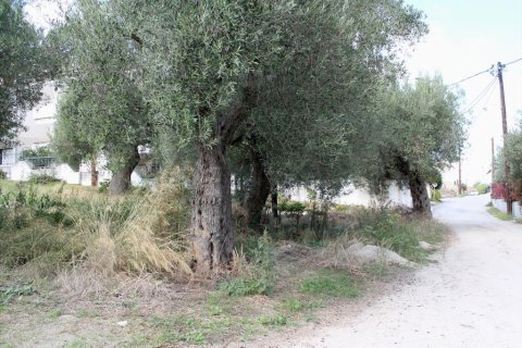 3503m² Land en Chalkidiki, Greece No. 60574 4