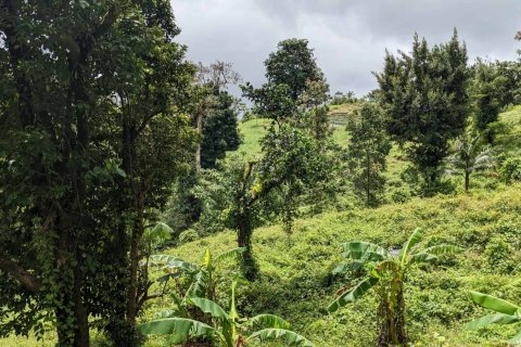 25657m² Land in Pont Casse, Dominica No. 66265 15