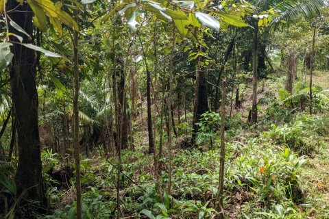 25657m² Land in Pont Casse, Dominica No. 66265 22