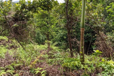 25657m² Land en Pont Casse, Dominica No. 66265 18