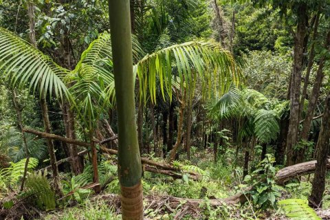 25657m² Land in Pont Casse, Dominica No. 66265 14