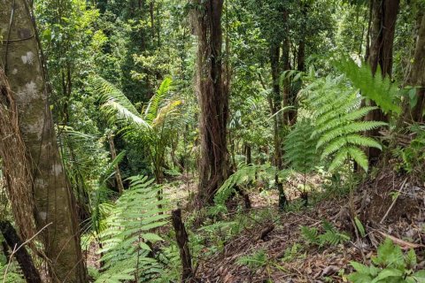 25657m² Land à Pont Casse, Dominica No. 66265 23