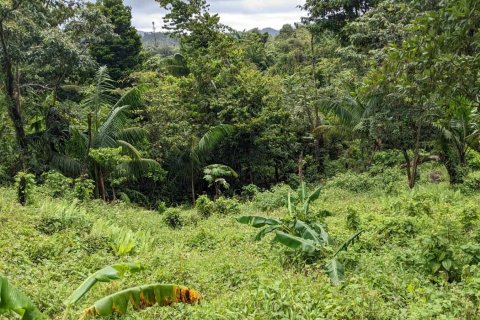 25657m² Land en Pont Casse, Dominica No. 66265 20