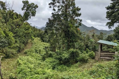 25657m² Land in Pont Casse, Dominica No. 66265 16