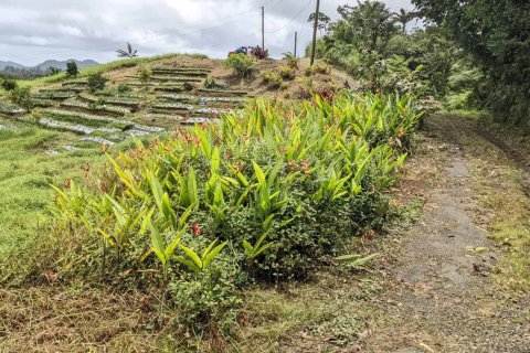 25657m² Land à Pont Casse, Dominica No. 66265 21