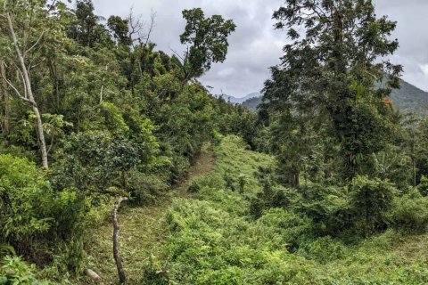 25657m² Land à Pont Casse, Dominica No. 66265 26