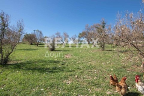 620m² Land in Magnesia, Greece No. 27985 10