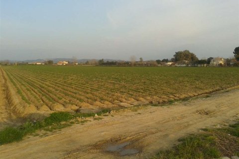 Land in Elis, Greece No. 28140 8