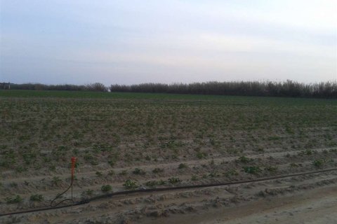 Land in Elis, Greece No. 28140 7