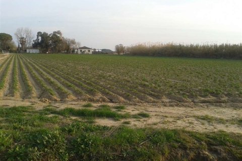 Land in Elis, Greece No. 28140 14