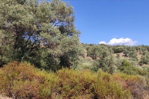 12750m² Land en Chalkidiki, Greece No. 56445 5