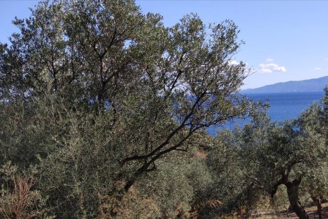 12750m² Land en Chalkidiki, Greece No. 56445 1