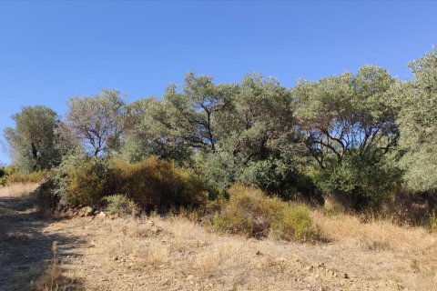 12750m² Land à Chalkidiki, Greece No. 56445 2