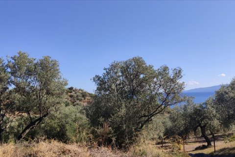 12750m² Land en Chalkidiki, Greece No. 56445 3