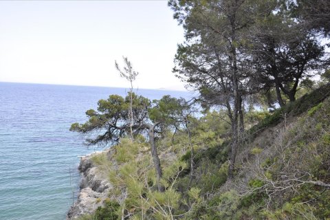 12150m² Land in Chalkidiki, Greece No. 60349 3