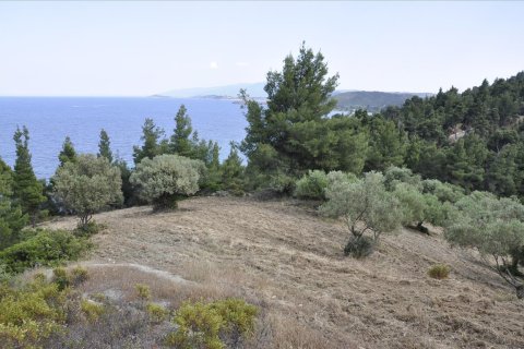 12150m² Land à Chalkidiki, Greece No. 60349 14