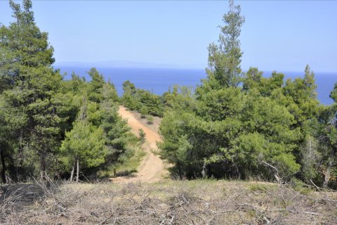 12150m² Land in Chalkidiki, Greece No. 60349 16