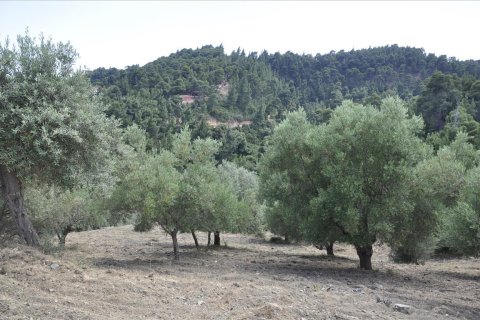 12150m² Land en Chalkidiki, Greece No. 60349 6