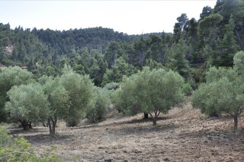 12150m² Land in Chalkidiki, Greece No. 60349 5