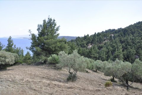 12150m² Land à Chalkidiki, Greece No. 60349 9