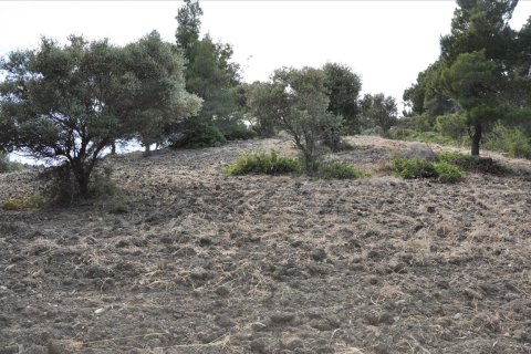 12150m² Land en Chalkidiki, Greece No. 60349 13