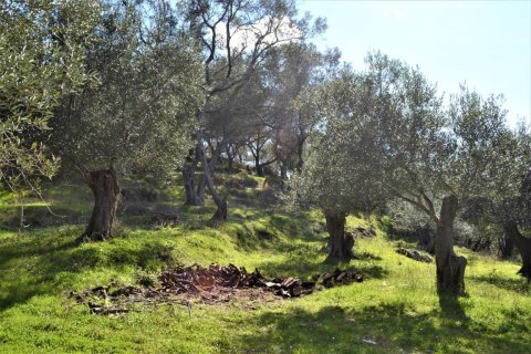 6000m² Land in Corfu, Greece No. 56661 12