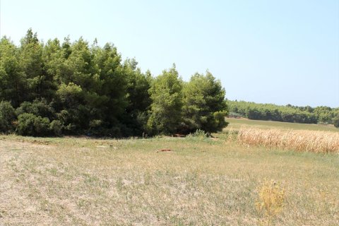 36000m² Land à Chalkidiki, Greece No. 60578 3