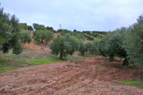 6460m² Land à Chalkidiki, Greece No. 58378 2