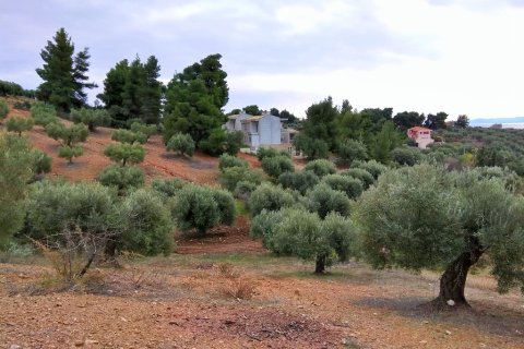 6460m² Land en Chalkidiki, Greece No. 58378 3