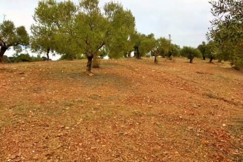 6460m² Land in Chalkidiki, Greece No. 58378 4