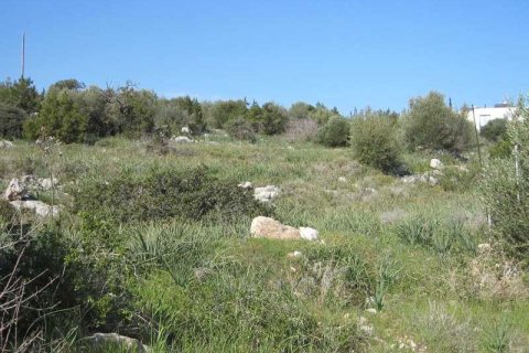 12291m² Land à Neo Chorio, Cyprus No. 44121 2