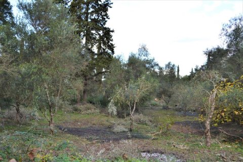 10000m² Land en Corfu, Greece No. 56811 7