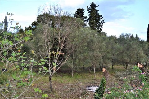 10000m² Land en Corfu, Greece No. 56811 3