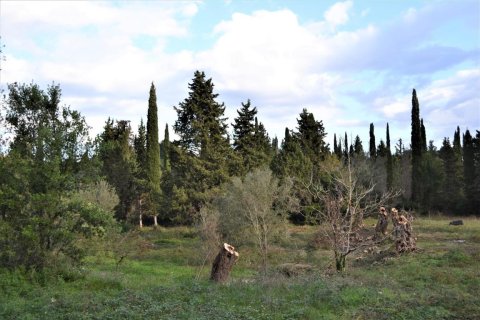 10000m² Land en Corfu, Greece No. 56811 4