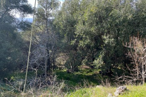 4000m² Land en Corfu, Greece No. 58654 7