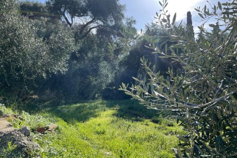 4000m² Land in Corfu, Greece No. 58654 10