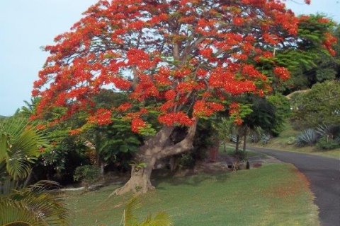 5 bedrooms Villa in Saint David’s, Grenada No. 62394 6