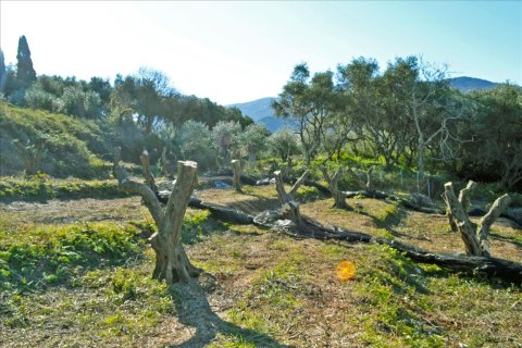 4160m² Land en Corfu, Greece No. 58934 8