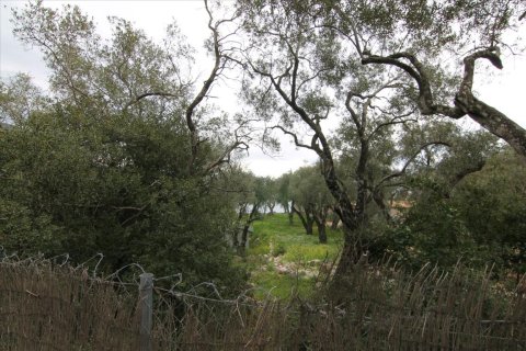 10000m² Land in Corfu, Greece No. 58201 1