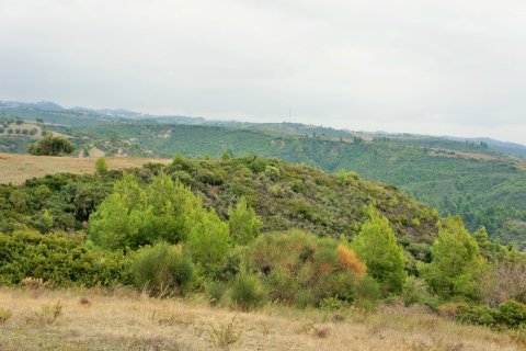 55000m² Land in Chalkidiki, Greece No. 58005 5