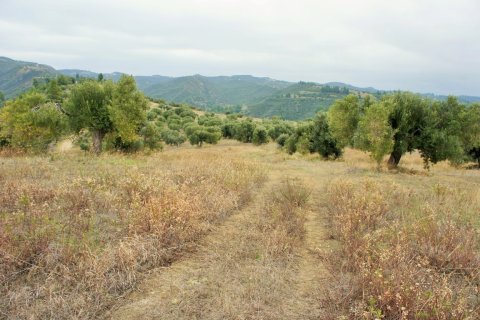 55000m² Land in Chalkidiki, Greece No. 58005 10