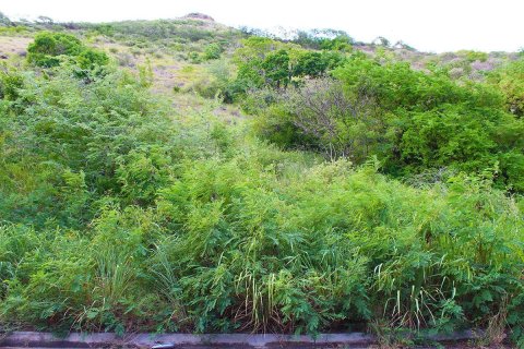 1188.79m² Land en Basseterre, Saint Kitts and Nevis No. 61544 1