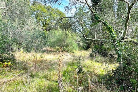 12000m² Land en Corfu, Greece No. 55133 12