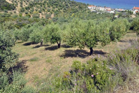 3750m² Land in Chalkidiki, Greece No. 60373 4