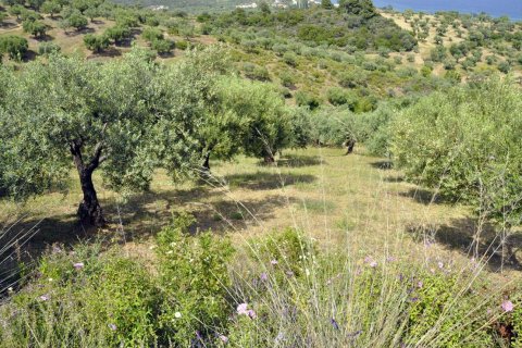 3750m² Land in Chalkidiki, Greece No. 60373 10