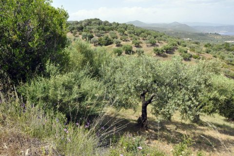 3750m² Land in Chalkidiki, Greece No. 60373 11