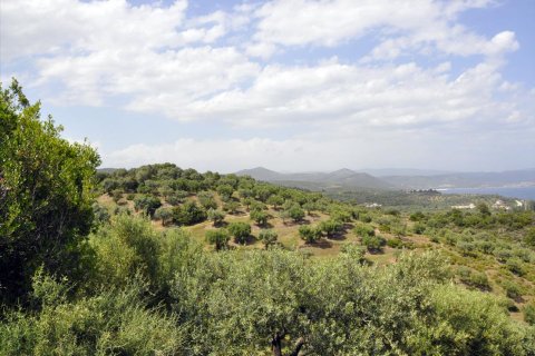 3750m² Land in Chalkidiki, Greece No. 60373 12